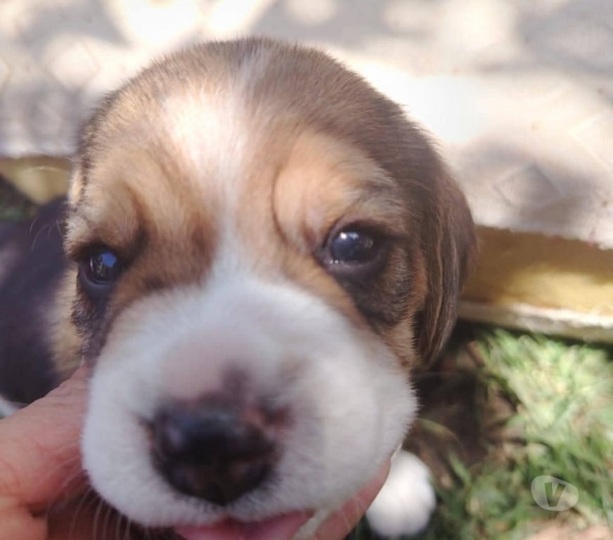 Gatos en Venta Talca Talca - Fotos de Beagle tri color