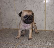 Cachorros pug vacunados