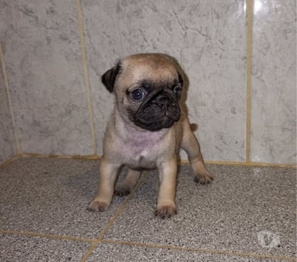 Gatos en Venta Talca Talca - Fotos de Cachorros pug vacunados