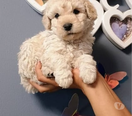 Perros en Venta Talca Talca - Fotos de Poodle micro toy