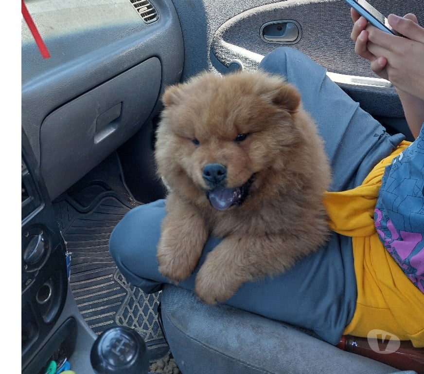 Gatos en Venta Quillota Limache - Fotos de Cachorro chow chow