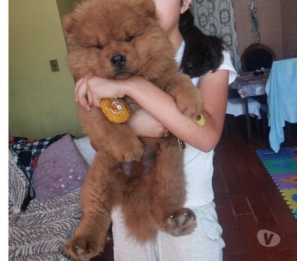 Venta de Mascotas Limache Quillota - Fotos de Cachorro chow chow