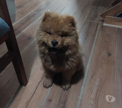 Venta de Mascotas Limache Quillota - Fotos de Cachorro chow chow