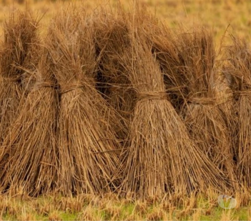 Encuentros Sexuales Santiago Santiago - Fotos de PAJAS ENTRE HOMBRES HETEROS