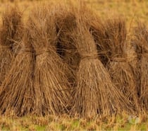 PAJAS ENTRE HOMBRES HETEROS