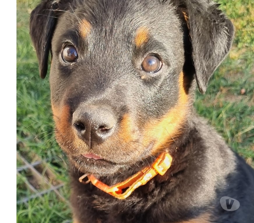 Gatos en Venta Cachapoal Mostazal - Fotos de Hermosa hembra Rottweiler