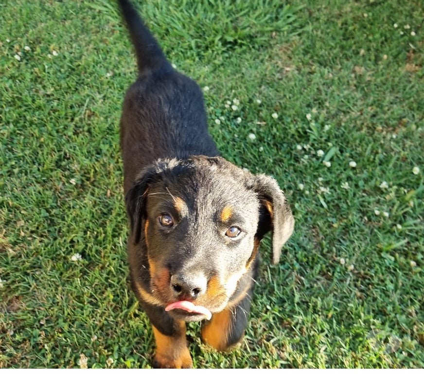 Gatos en Venta Cachapoal Mostazal - Fotos de Hermosa hembra Rottweiler