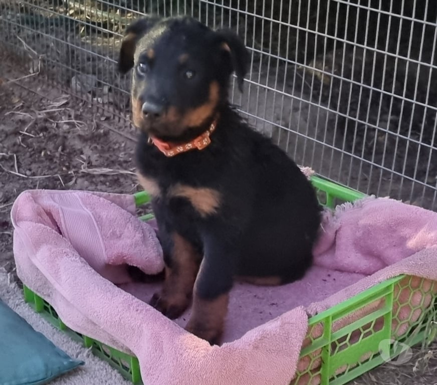 Gatos en Venta Cachapoal Mostazal - Fotos de Hermosa hembra Rottweiler