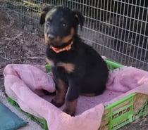 Hermosa hembra Rottweiler