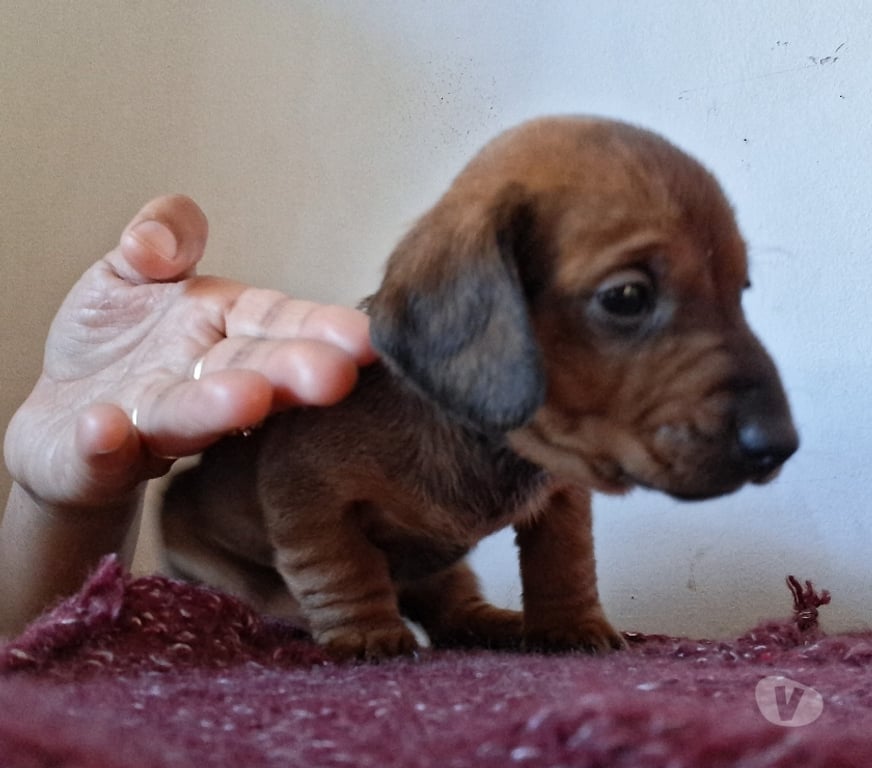 Gatos en Venta Llanquihue Puerto Montt - Fotos de Cachorros salchichas