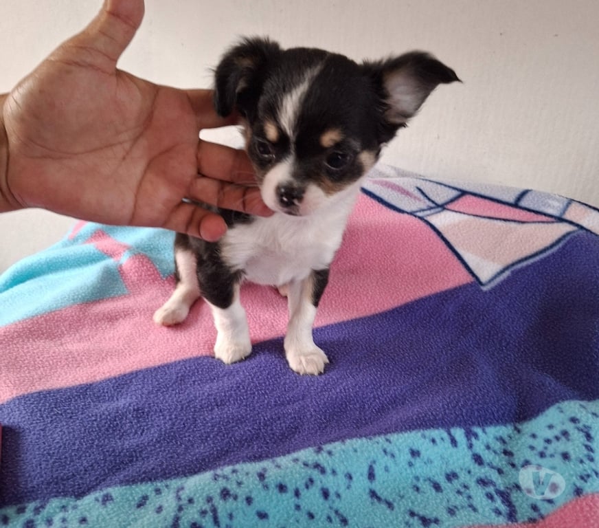 Gatos en Venta Maipo Buin - Fotos de Chihuahua hembra tricolor