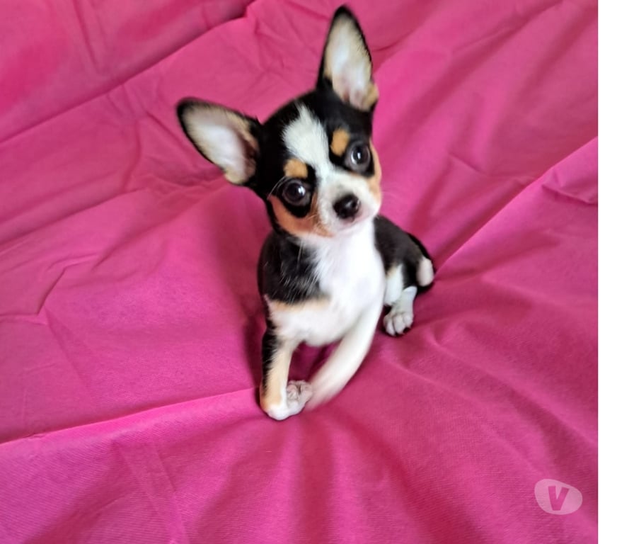 Gatos en Venta Maipo Buin - Fotos de Chihuahua hembra tricolor