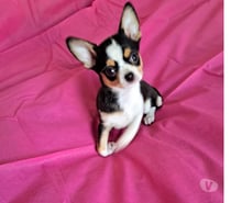 Chihuahua hembra tricolor