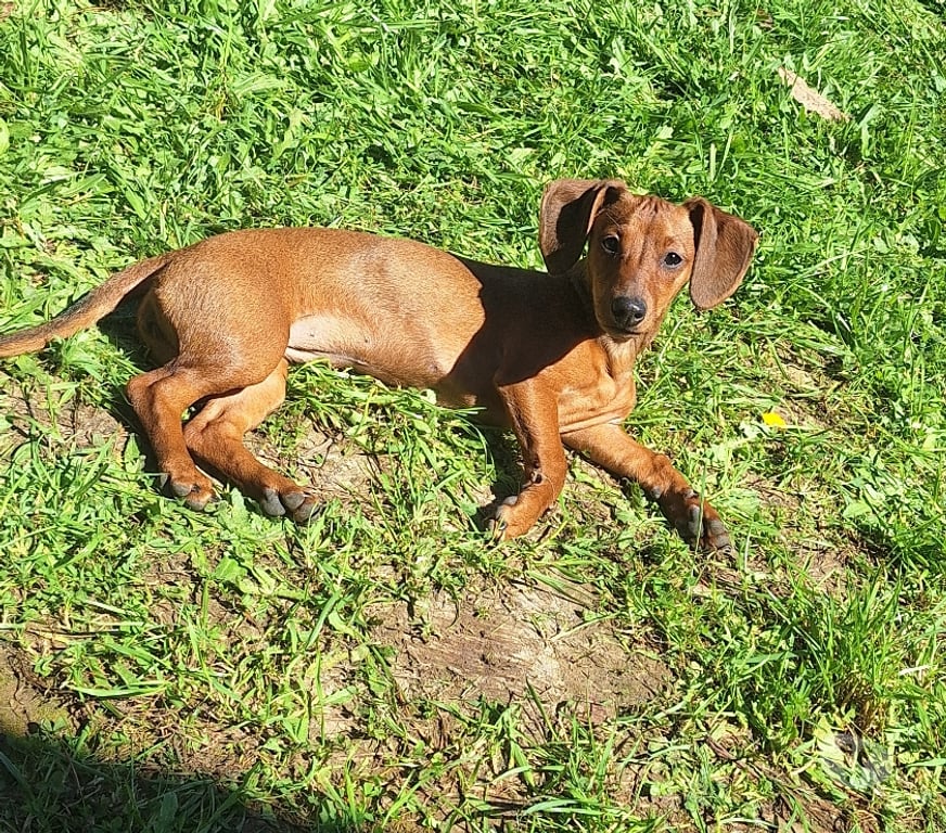 Gatos en Venta Santiago Santiago - Fotos de Juguetones cachorros salchichas