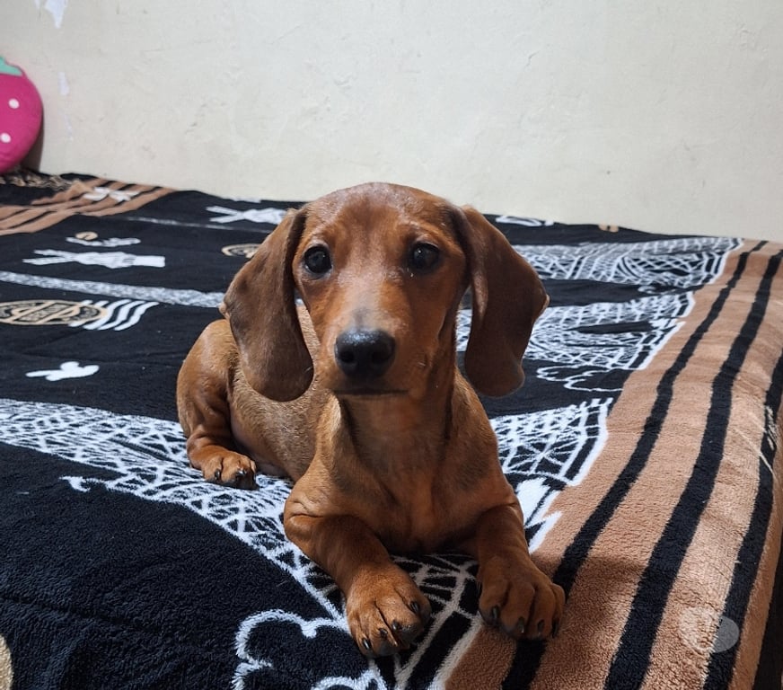 Gatos en Venta Santiago Santiago - Fotos de Juguetones cachorros salchichas