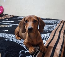 Juguetones cachorros salchichas