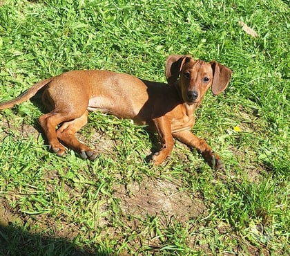 Mascotas en Venta Santiago Santiago - Fotos de Juguetona cachorra salchichas