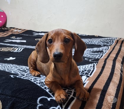 Mascotas en Venta Santiago Santiago - Fotos de Juguetones cachorros salchichas