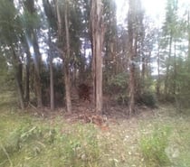 Vendo Parcela 5000mt ROL Propio Santa Clara de Bulnes 19Mill