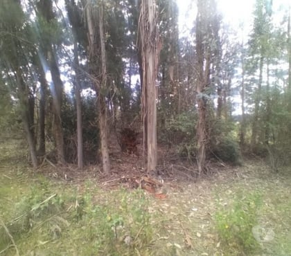 Parcelas en Venta Bulnes Ñuble - Fotos de Vendo Parcela 5000mt ROL Propio Santa Clara de Bulnes 19Mill