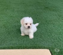 Poodle toy vacunados