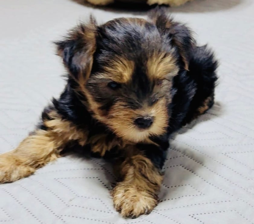 Yorkshire Terrier vacunados