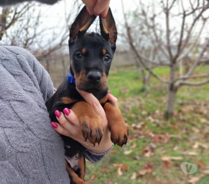 Venta de Mascotas Concepción Concepción - Fotos de Hermosos doberman
