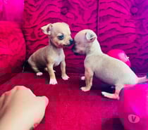 Chihuahua cabeza de manzana