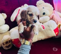 Raza cocker Spaniel ingles