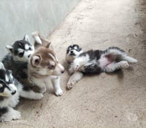 Peludos husky siberiano