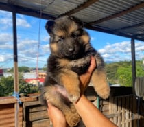 Cachorros pastor alemán