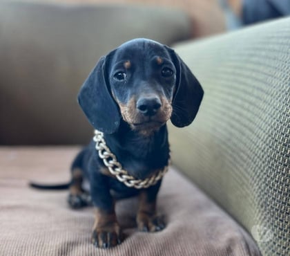 Venta de Mascotas Viña del Mar Valparaíso - Fotos de Raza salchicha bellos