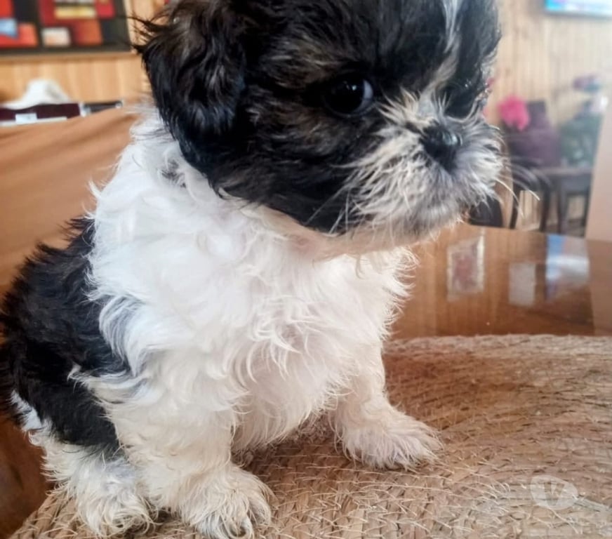 Gatos en Venta Valparaíso Viña del Mar - Fotos de Mascotas Shih tzu