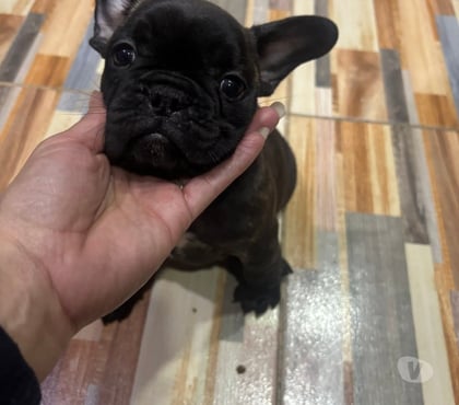 Venta de Mascotas Viña del Mar Valparaíso - Fotos de Cachorros Bulldog francés
