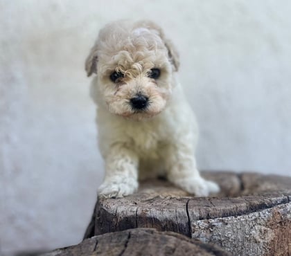 Perros en Venta Viña del Mar Valparaíso - Fotos de Poodle toy adorables