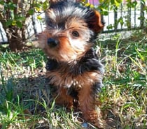 Yorkshire Terrier