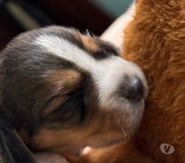 Raza beagle tri color
