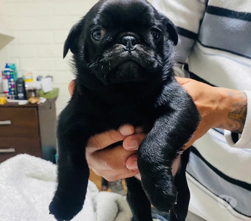 Gatos en Venta Valparaíso Viña del Mar - Fotos de Raza pug negritos