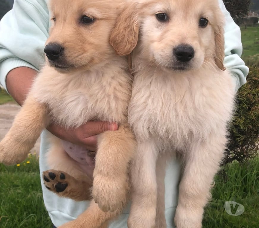Gatos en Venta Valparaíso Viña del Mar - Fotos de Bonitos Golden retriever
