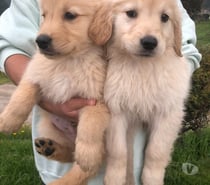 Bonitos Golden retriever