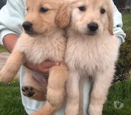 Mascotas en Venta Viña del Mar Valparaíso - Fotos de Bonitos Golden retriever