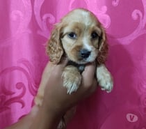 Mascotas cocker Spaniel