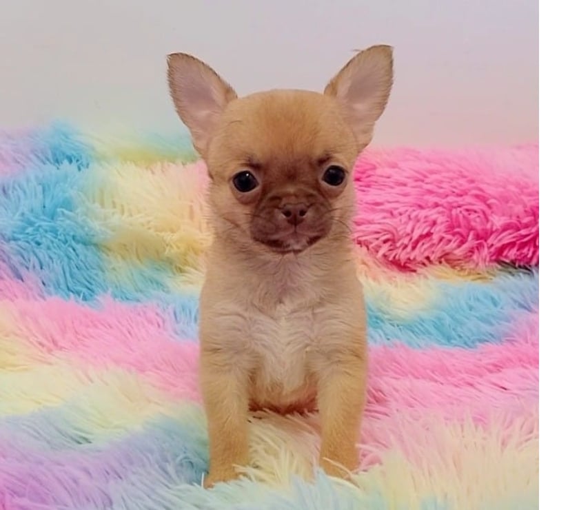 Chihuahua hembra y machos