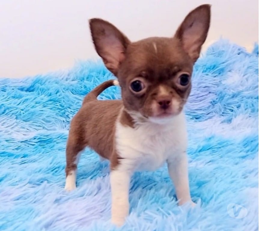 Gatos en Venta Ñuble Chillán - Fotos de Chihuahua hembra y machos