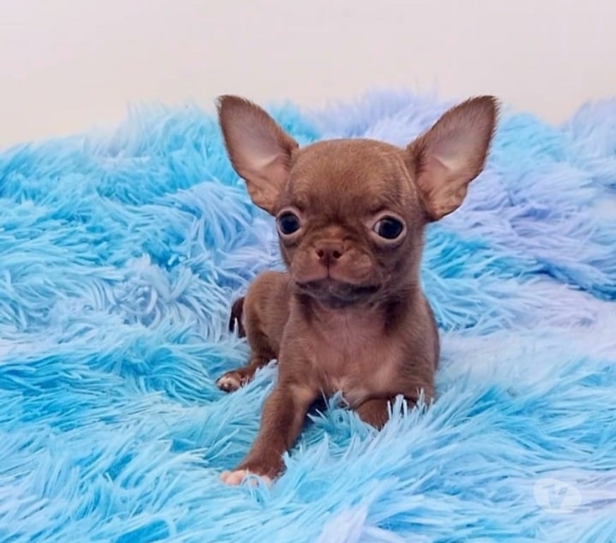 Gatos en Venta Ñuble Chillán - Fotos de Chihuahua hembra y machos