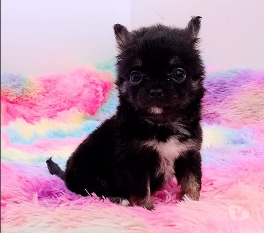 Gatos en Venta Ñuble Chillán - Fotos de Chihuahua hembra y machos