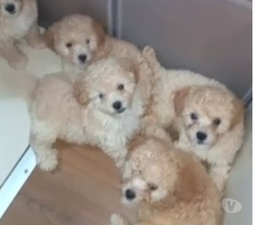 Gatos en Venta Valparaíso Villa Alemana - Fotos de Hermosos cachorritos poodle