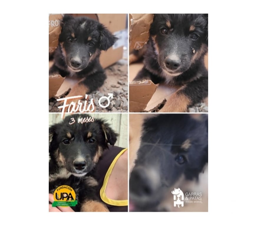 Adopción ed Animales Santiago Santiago - Fotos de FARIS, 3 meses mezcla Hovawart