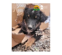 FARIS, 3 meses mezcla Hovawart