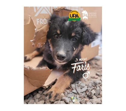 Adopción de Perros Santiago Santiago - Fotos de FARIS, 3 meses mezcla Hovawart